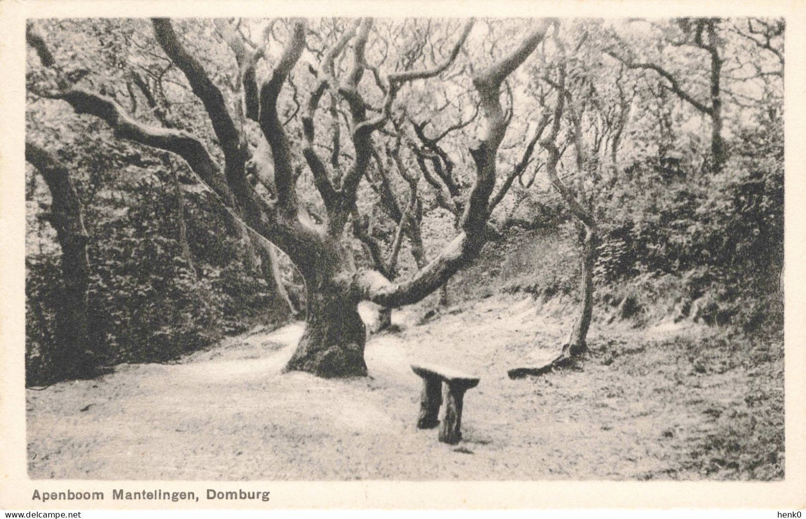 Domburg Apenboom Mantelingen K5911 - Domburg