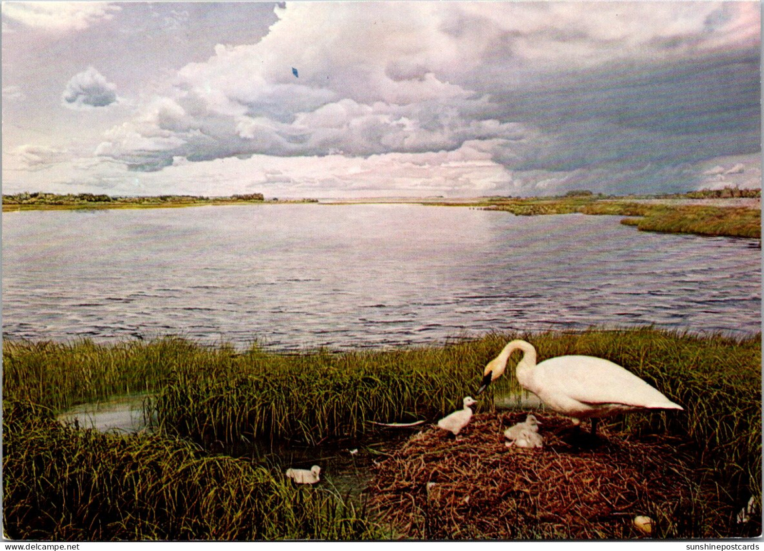 Canada Edmonton Provincial Museum Of Alberta Trumpeter Swan Habitat Group - Edmonton