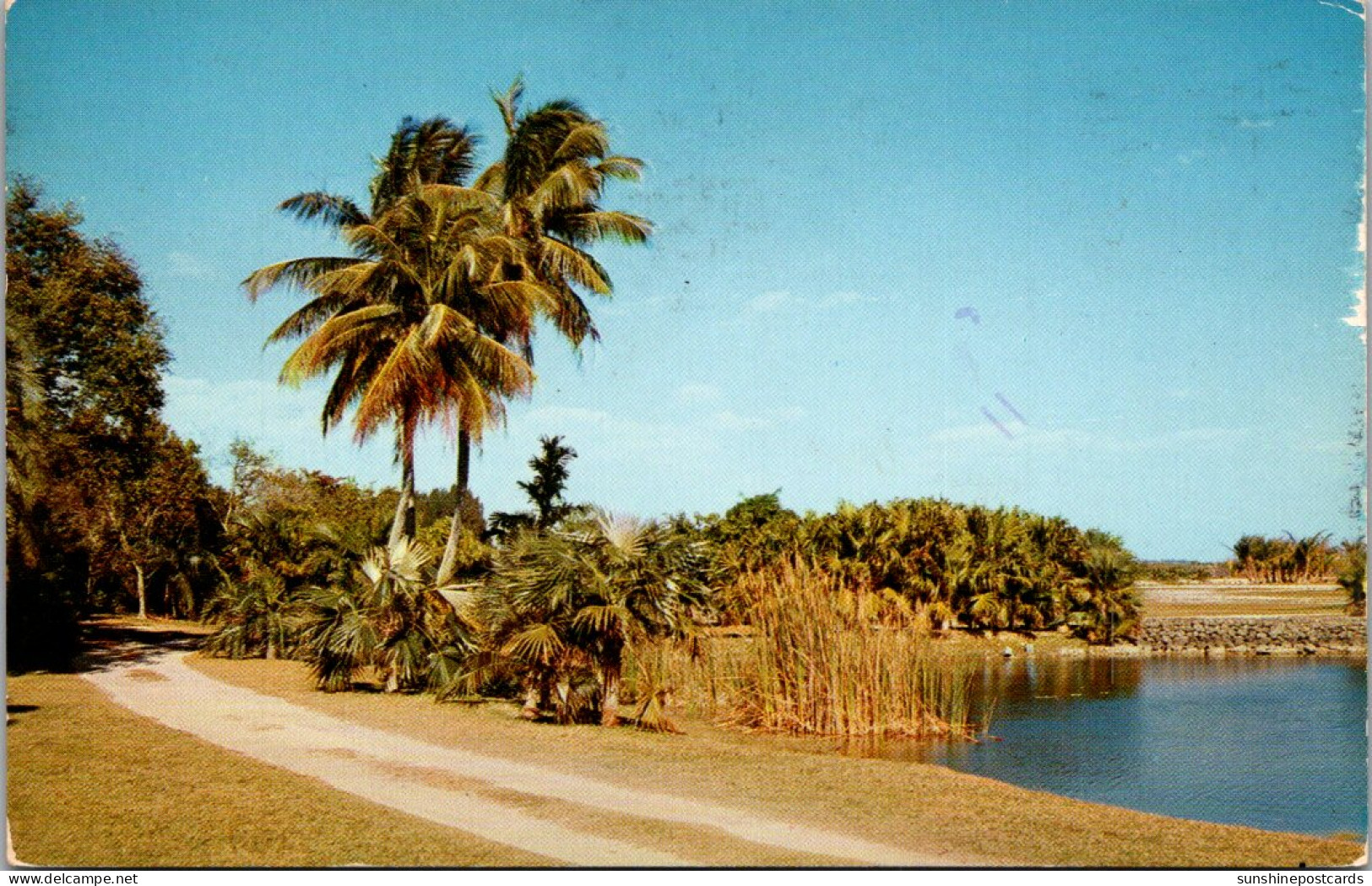 Florida Miami Coral Gables Fairchild Tropical Garden Coconut Palms Silver Palms And Key Thacth Palms 1975 - Miami