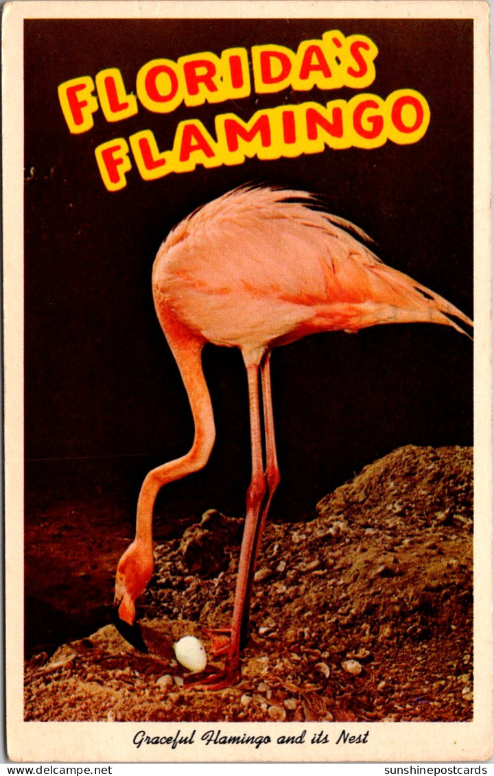 Florida Sarasota Jungle Gardens Beautiful Flamingo Nesting 1962 - Sarasota