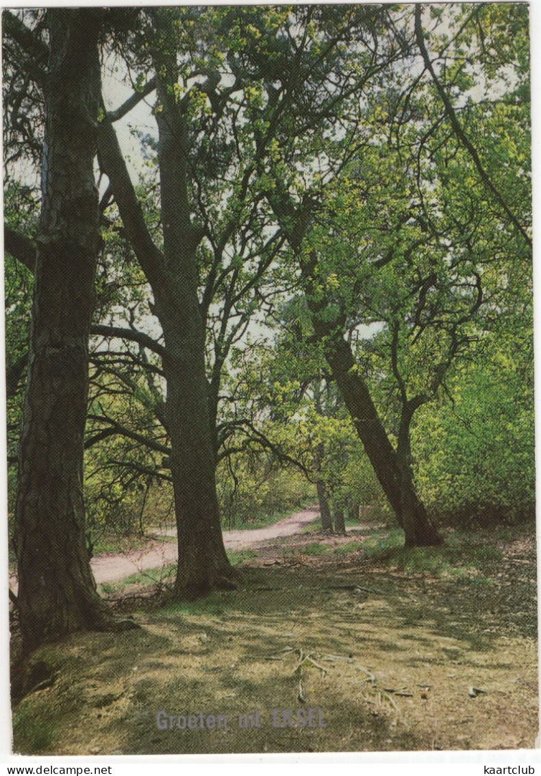 Groeten Uit Eksel -  (België/Belgique) - Bomen, Natuur - Hechtel-Eksel