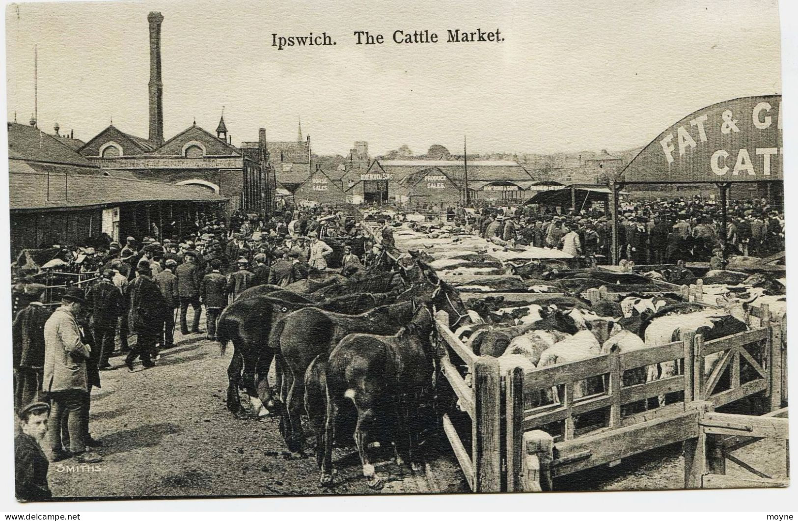 8987 -  IPSWICH ( Soffolk) - THE CATTLE MARKET -Chevaux , Boeufs , Personnages,  Photog. SMITHS Vers 1908 - Ipswich