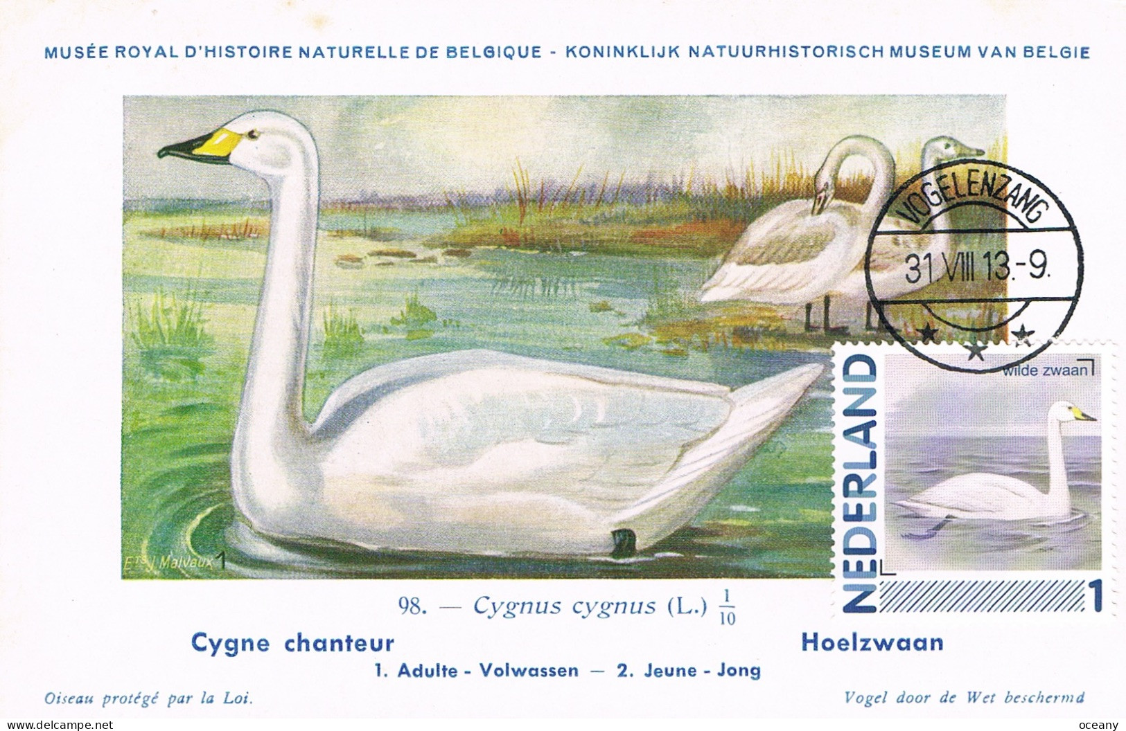 Pays-Bas - Oiseaux : Cygnus Cygnus CM 2791-Aa-72 (année 2014) - Swans