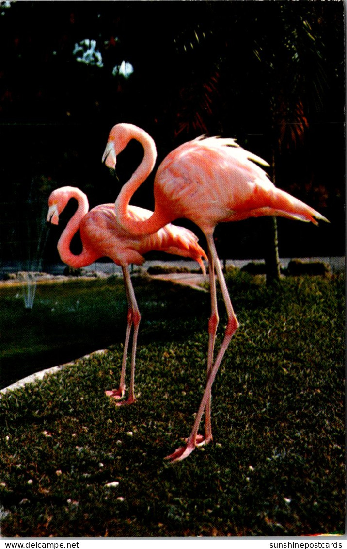 Florida Miami Colorful Flamingos At The Parrot Jungle 1981 - Miami