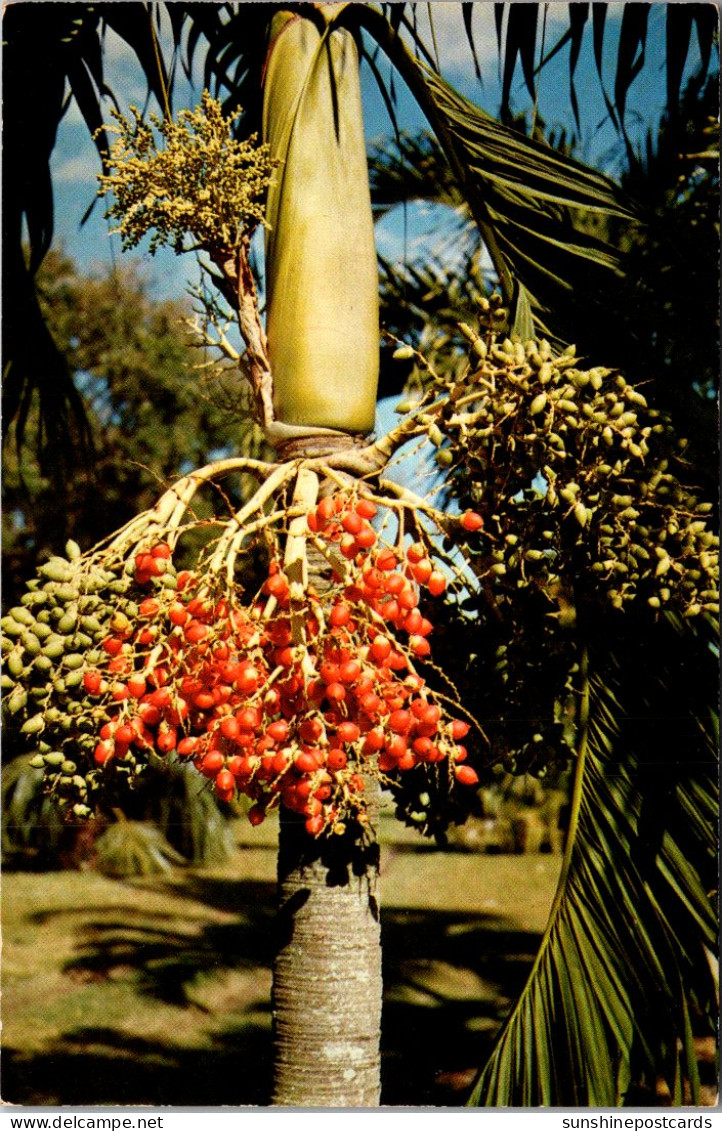 Florida Miami Coral Gables Fairchild Tropical Garden Christmas Palm Bearing Fruit - Miami