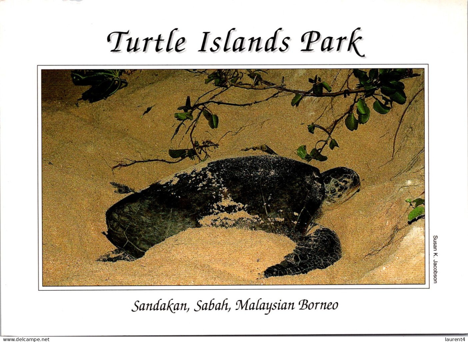 9-8-2023 (2 T 3) Indonesia - Turtle Island Park - Tortues