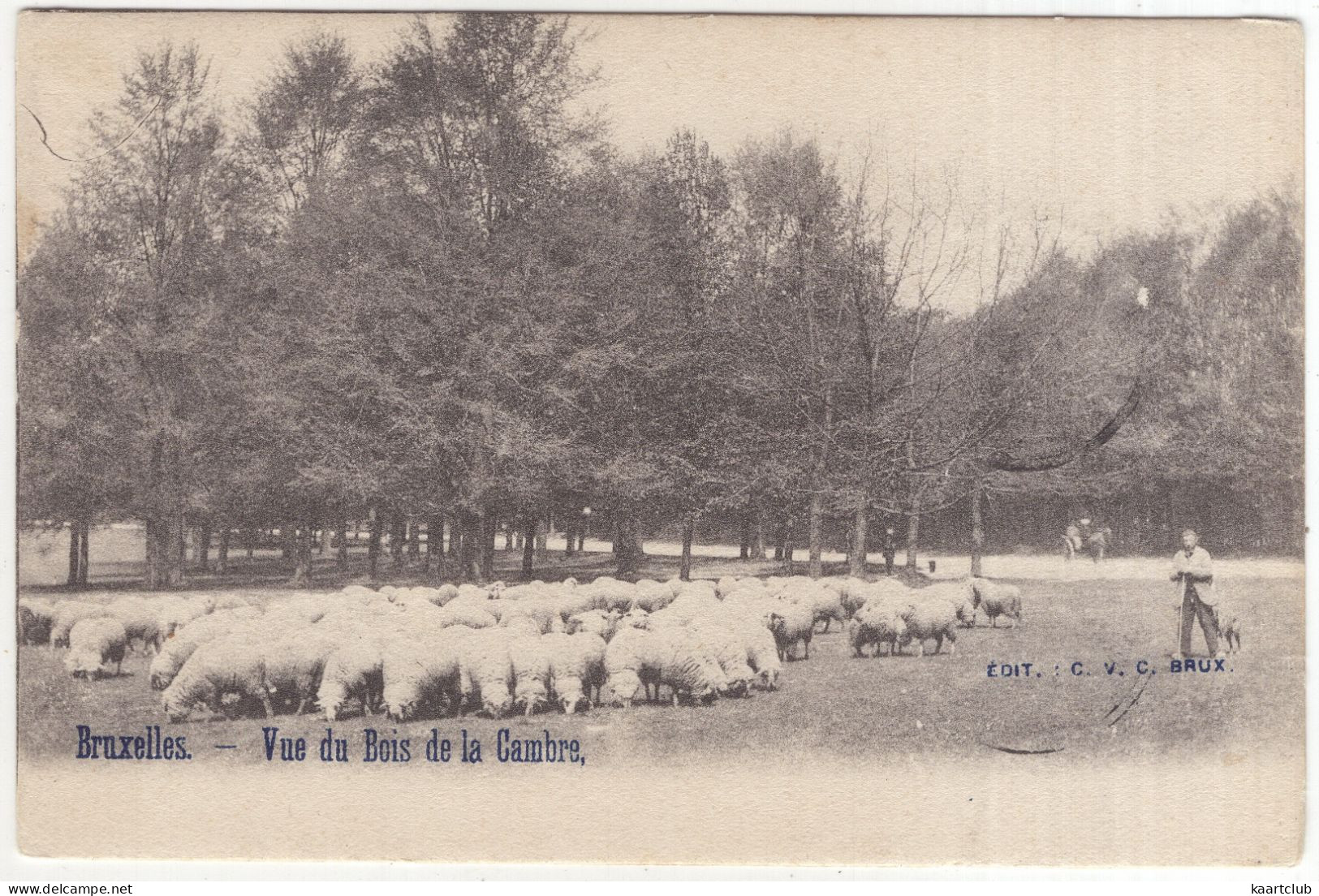 Bruxelles. - Vue Du Bois De La Cambre. - (Brussel, België/Belgique) - 1903 - Schapen/Mouton/Sheep - Bruxelles-ville