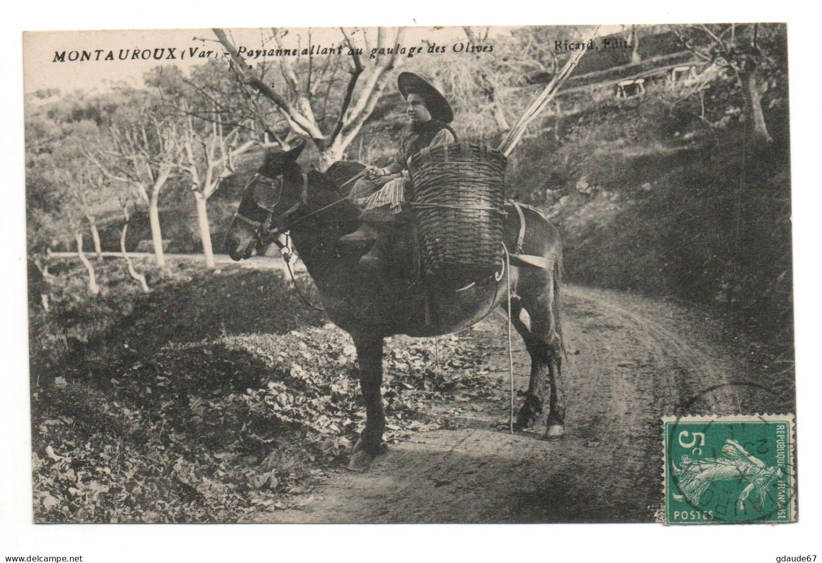 MONTAUROUX (83) - PAYSANNE ALLANT AU GAULAGE DES OLIVES - ANE - METIER - Montauroux