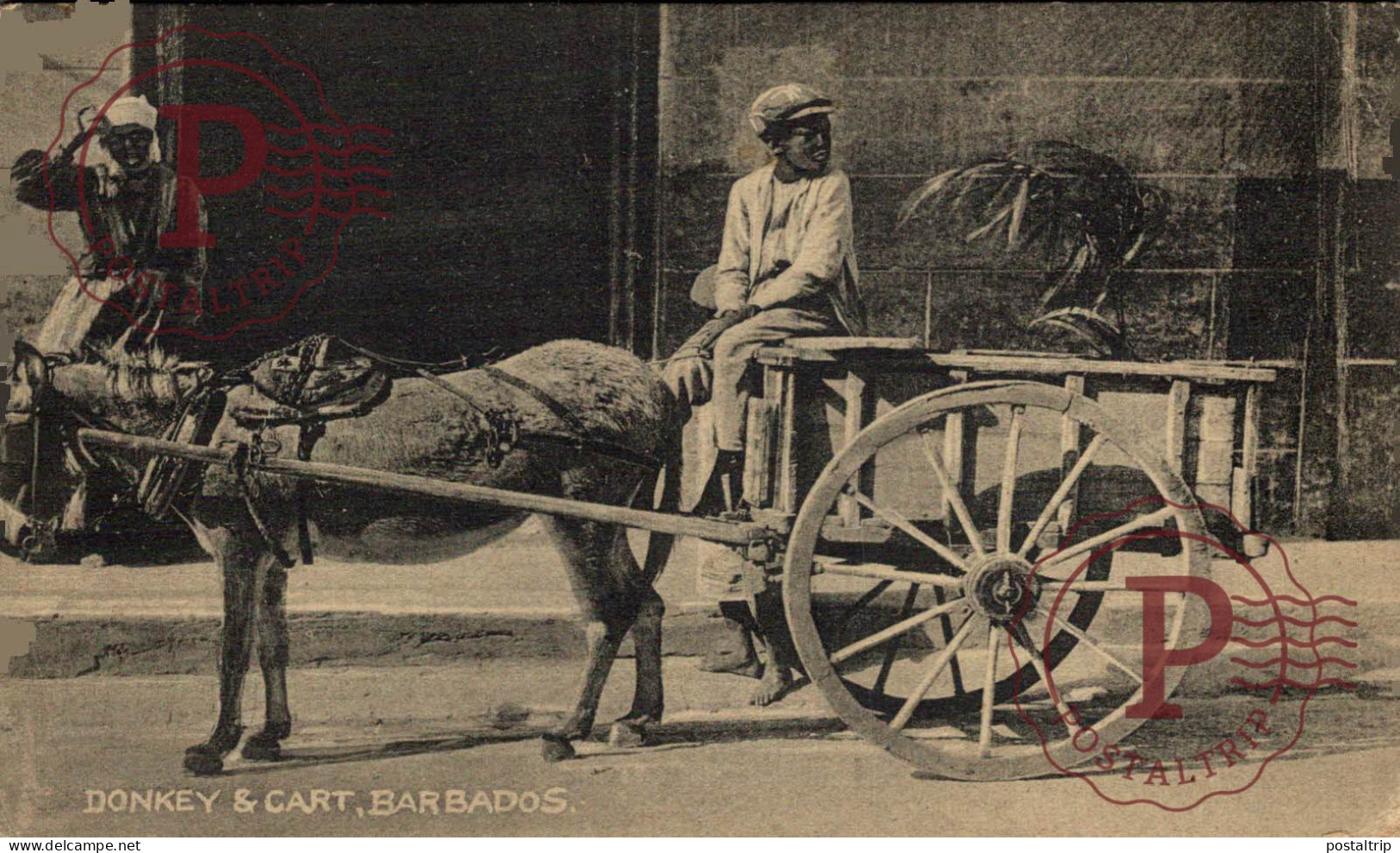 BARBADOS. DONKEY & CART - Barbades