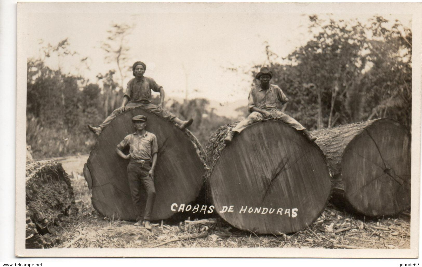 SACANDO CAOBAS DE HONDURAS - LOT De 5 CARTES PHOTOS - Honduras