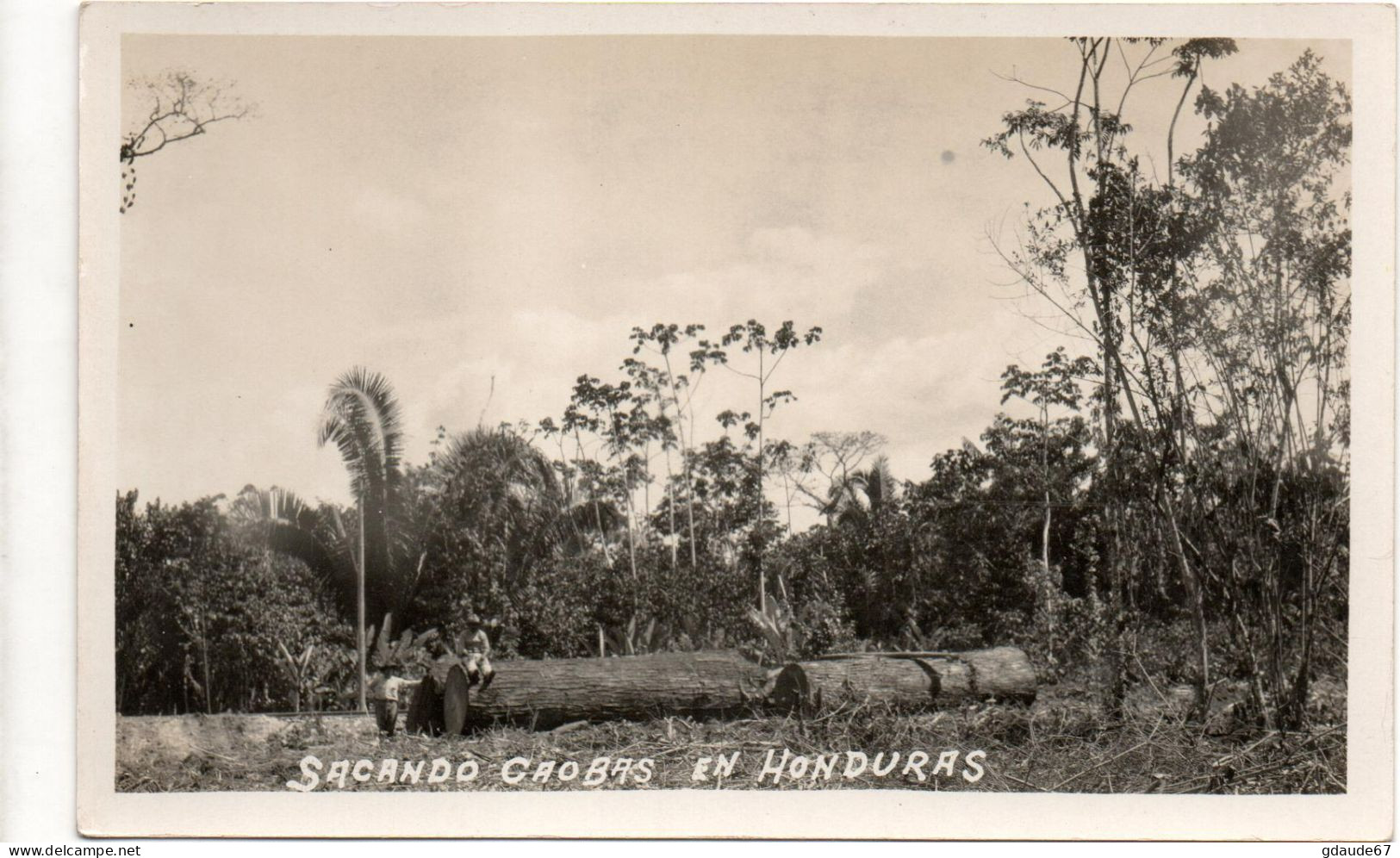 SACANDO CAOBAS DE HONDURAS - LOT de 5 CARTES PHOTOS