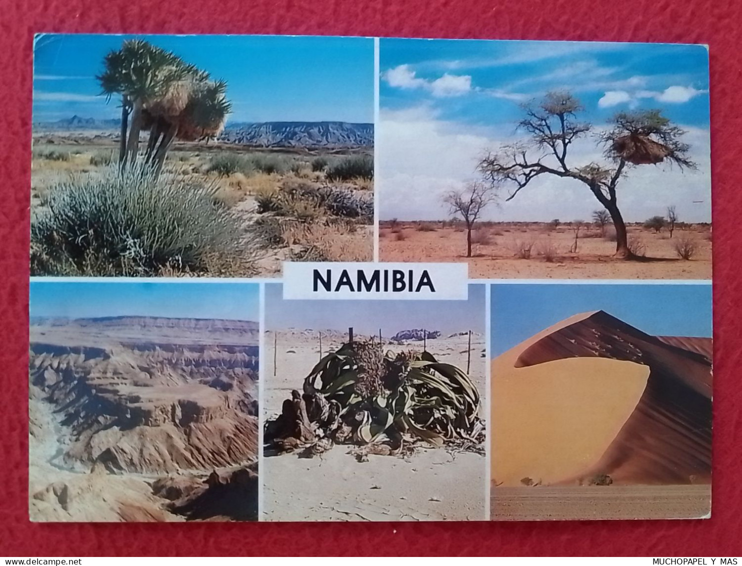 POSTAL POST CARD CARTE POSTALE AFRICA AFRIQUE NAMIBIA QUIVER TREE FISH RIVER CANYON WELWITCHIA SOSSUSVLEI POSTKARTE..... - Namibia