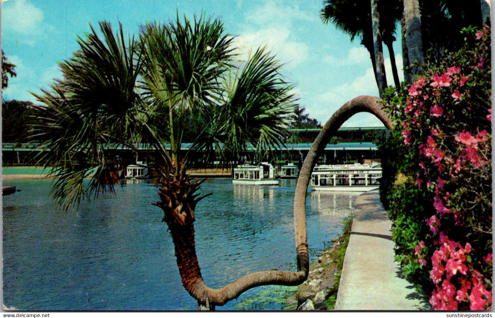 Florida Silver Springs Glass Bottom Boats And Horseshoe Palm - Silver Springs