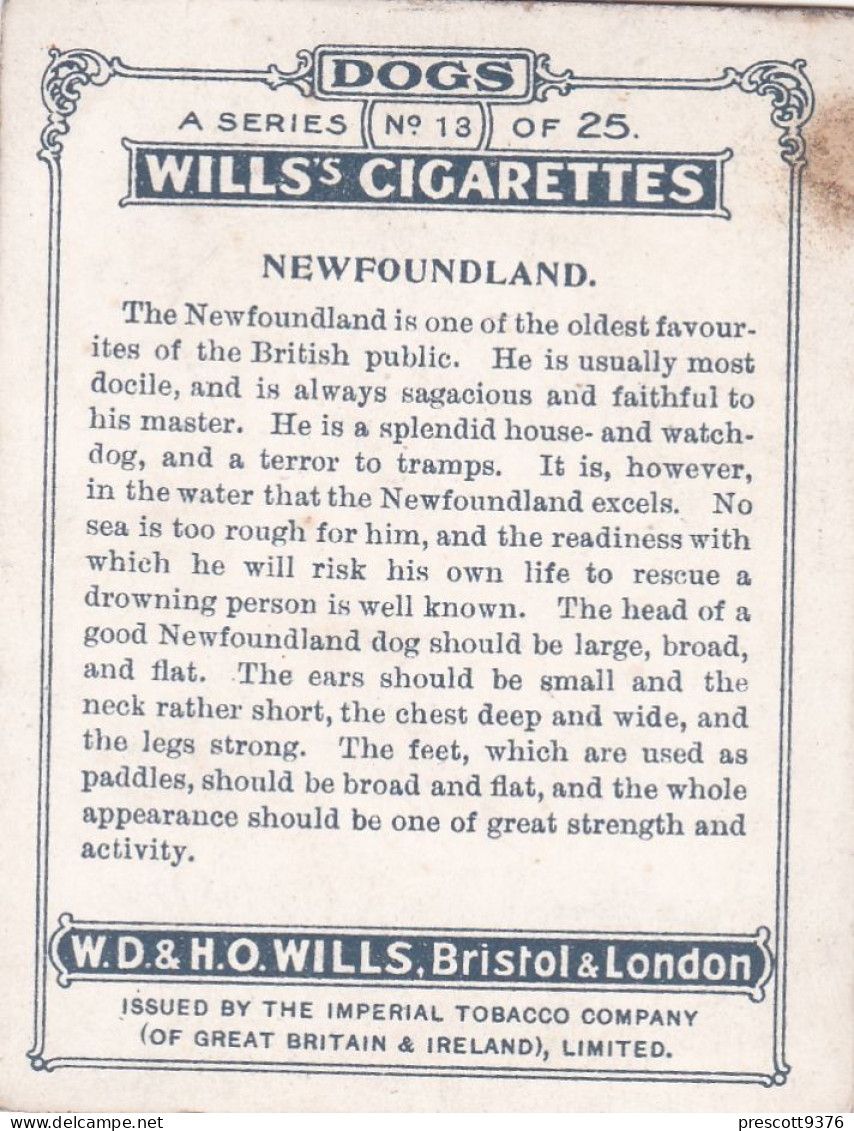 Dogs A Series 1911 - No13 Newfoundland  - Wills Cigarette Card - Original Card - Large Size - Antique Card - Wills