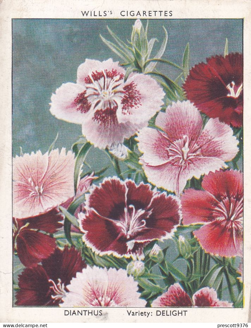 Garden Flowers 2nd Series 1939 - 12 Dianthus  - Wills Cigarette Card - Original Card - Large Size - Wills