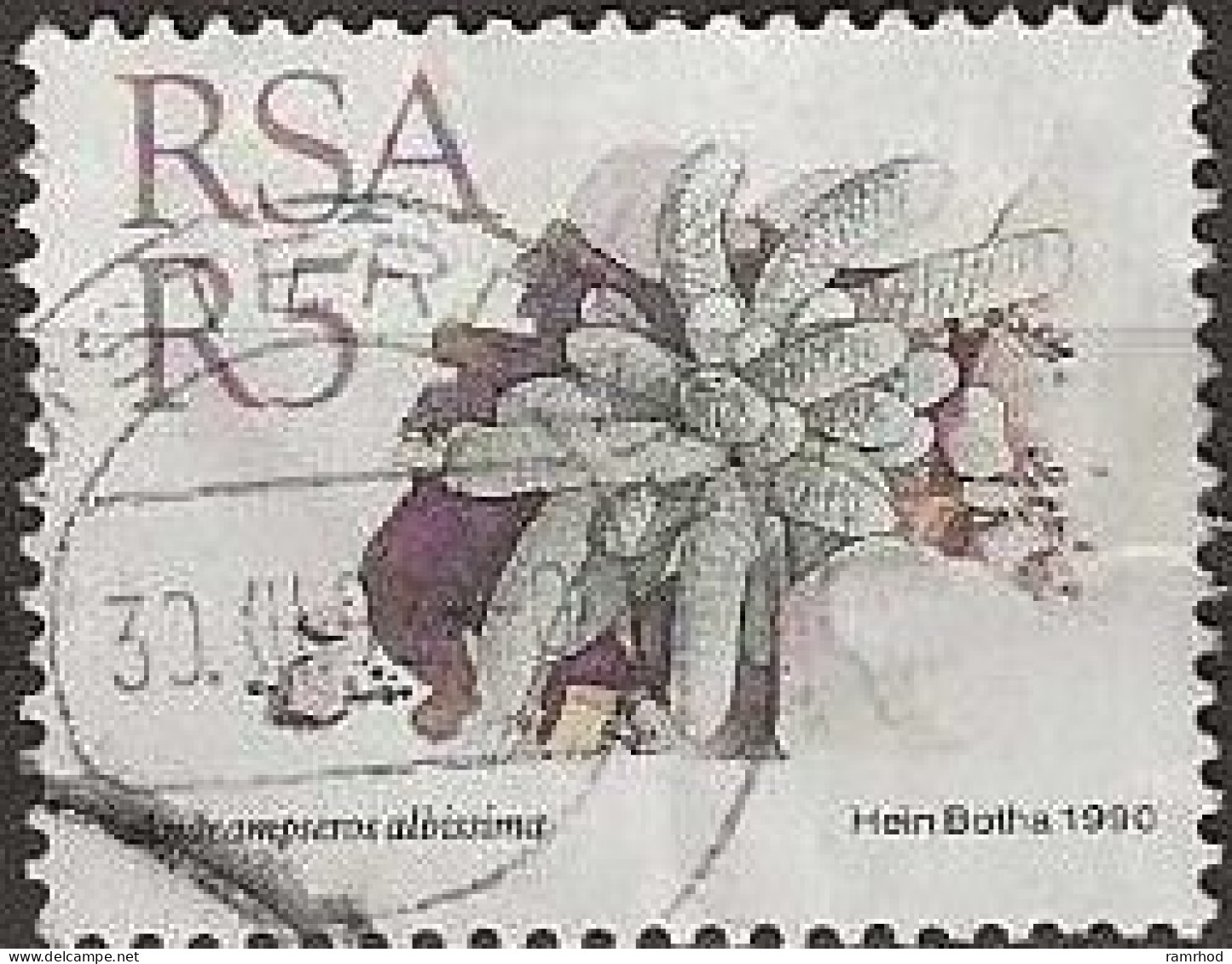 SOUTH AFRICA 1988 Succulents - 5r. - Anacampseros Albissima FU - Used Stamps