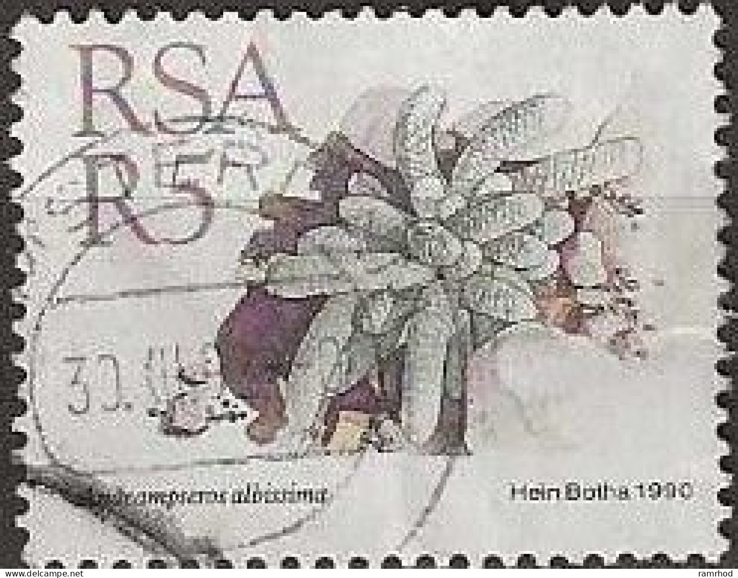SOUTH AFRICA 1988 Succulents - 5r. - Anacampseros Albissima FU - Oblitérés
