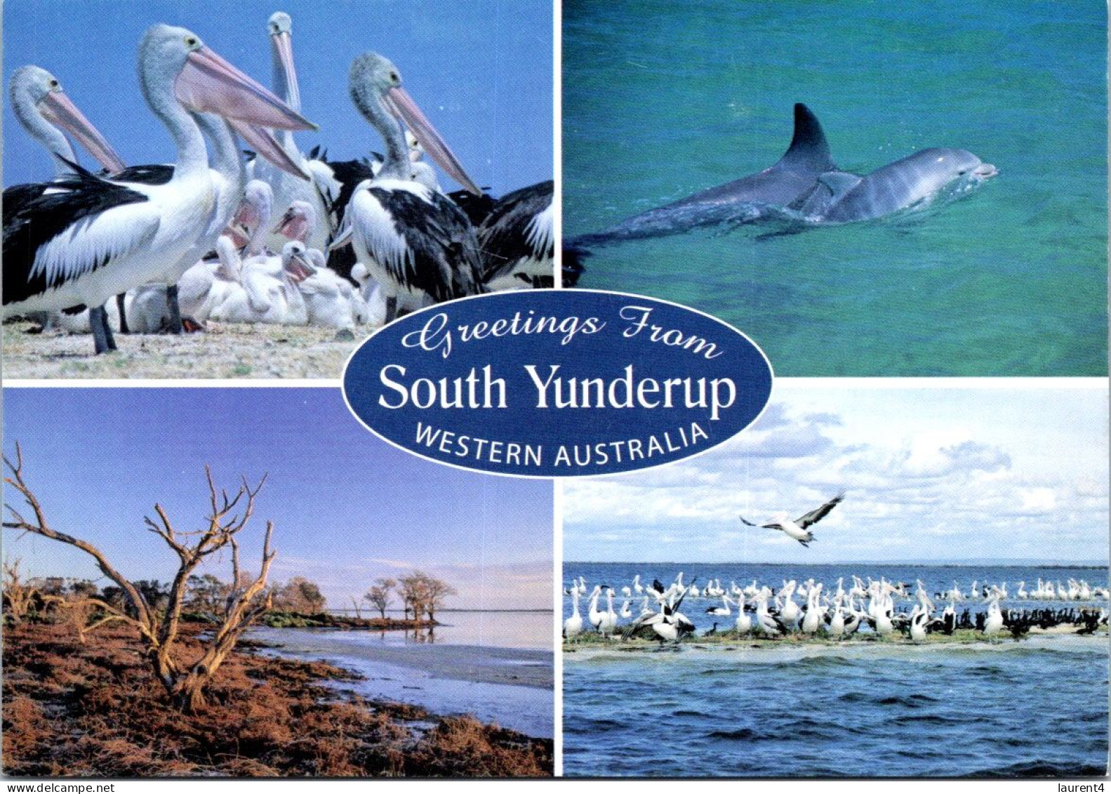 11-8-2023 (2 T 11) Australia - WA - South Yunderup Pelican & Dolphins - Sonstige & Ohne Zuordnung