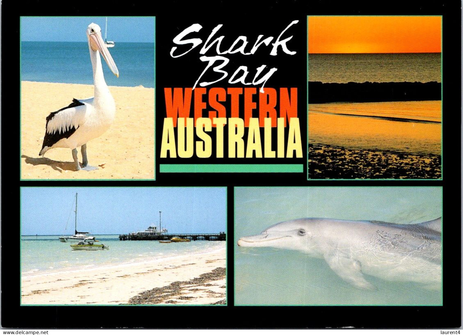 11-8-2023 (2 T 11) Australia - WA - Shark Bay Pelican & Dolphin - Sonstige & Ohne Zuordnung