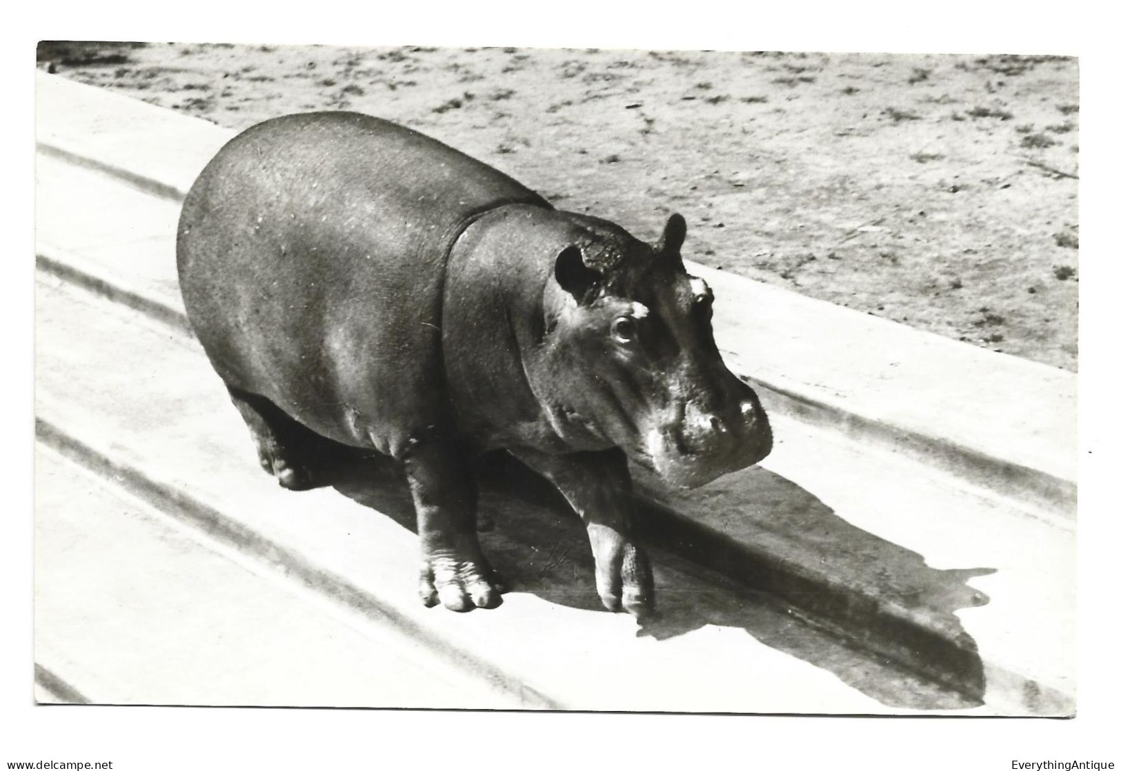 POSTCARD HIPPO - HUNGARY - BUDAPEST (huc700) - Hippopotames