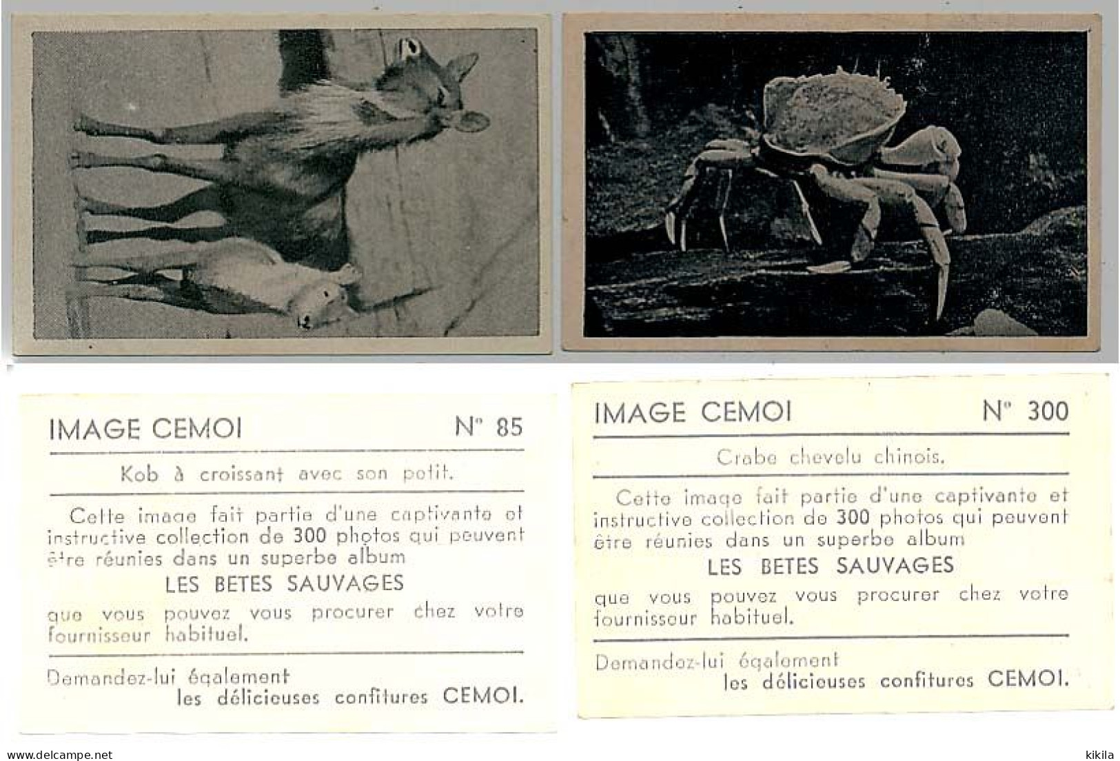 Photographie De Crabe Chevelu Chinois Et Kob Distribuée Par Le Chocolat CEMOI De Grenoble Images N° 85 Et 300 De L'album - Schokolade