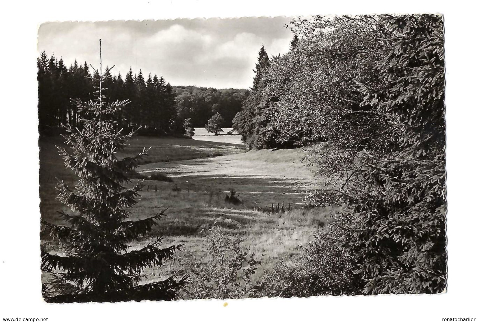 Forêt. - Bullange - Buellingen