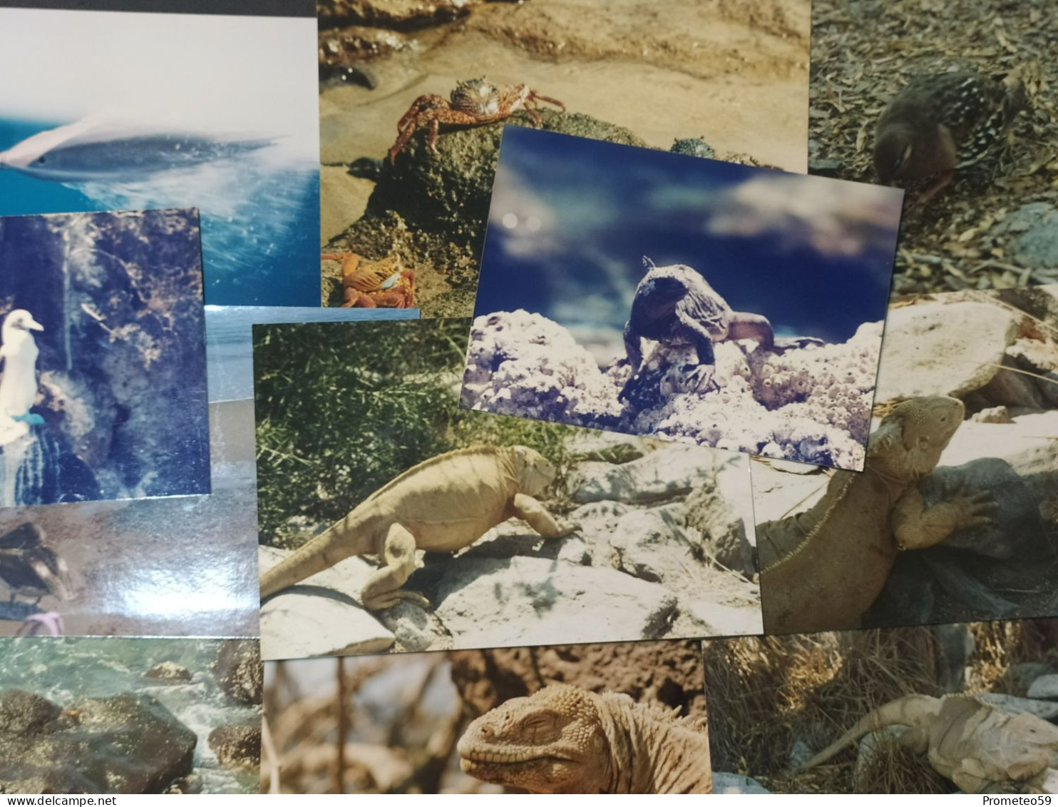 Lote 18 Fotos Originales Flora Y Fauna Islas Galápagos (Ecuador) - America