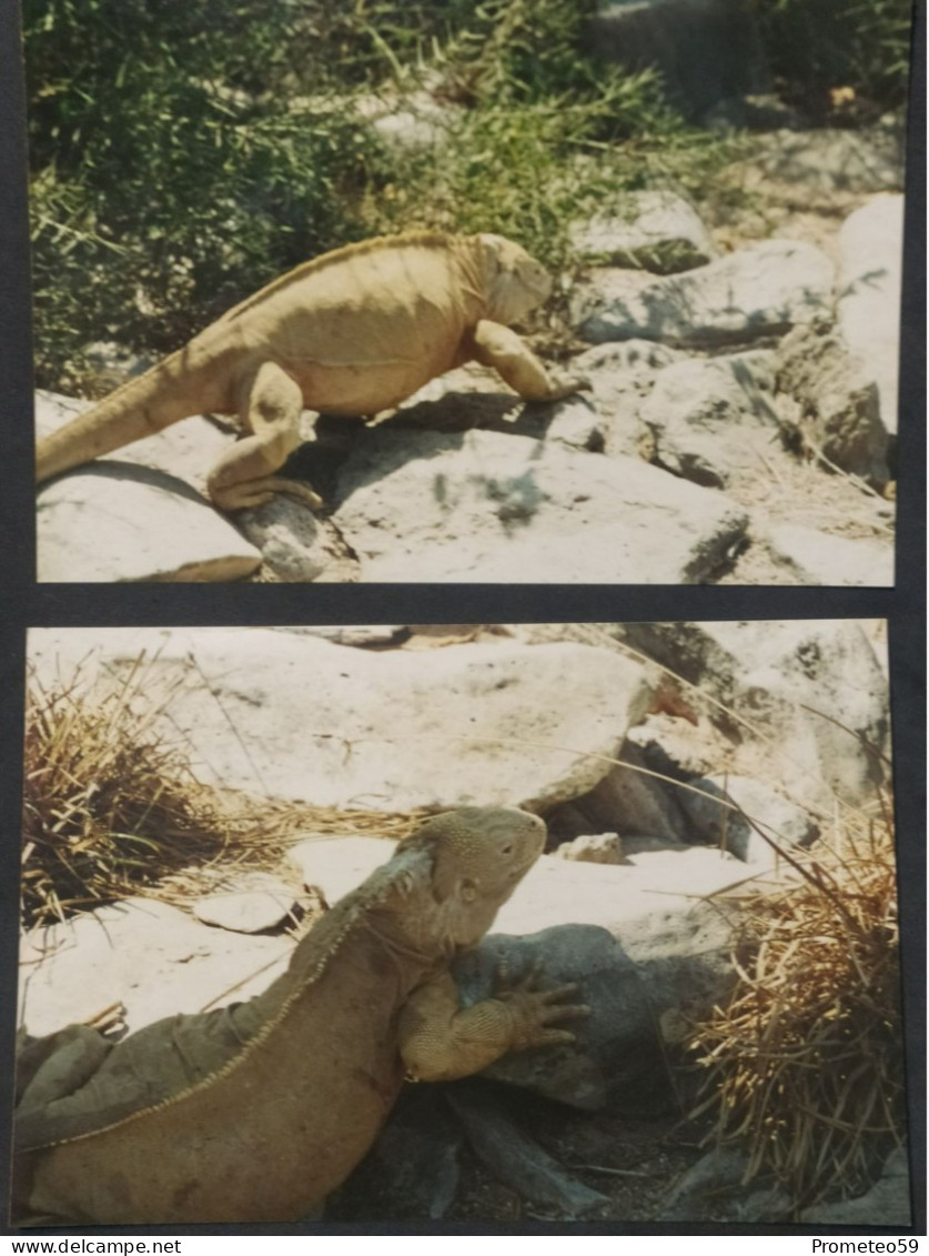 Lote 18 Fotos Originales Flora Y Fauna Islas Galápagos (Ecuador) - Amérique