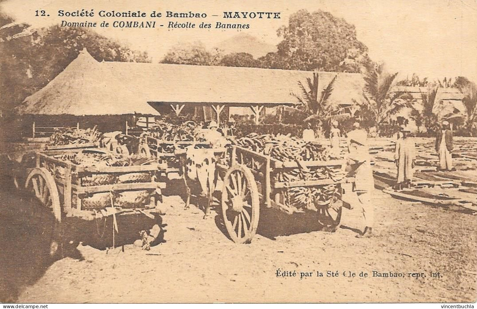 Société Coloniale De Bambao - Mayotte - Domaine De Combani - Récolte Des Bananes - Mayotte