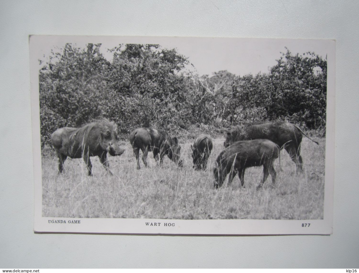 UGANDA GAME WART HOG POSTCARD - Oeganda