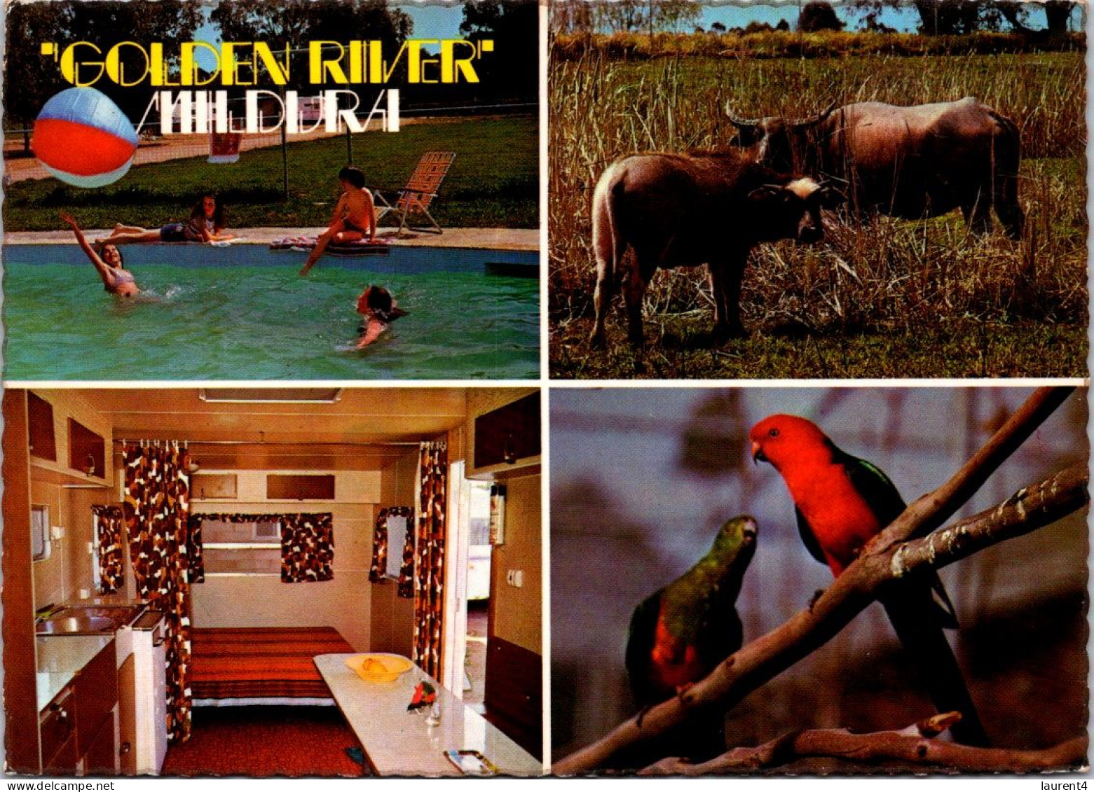 12-8-2023 (2 T 18) Australia - VIC - Mildura (birds And Wild Cow) + Hotel & Pool - Mildura