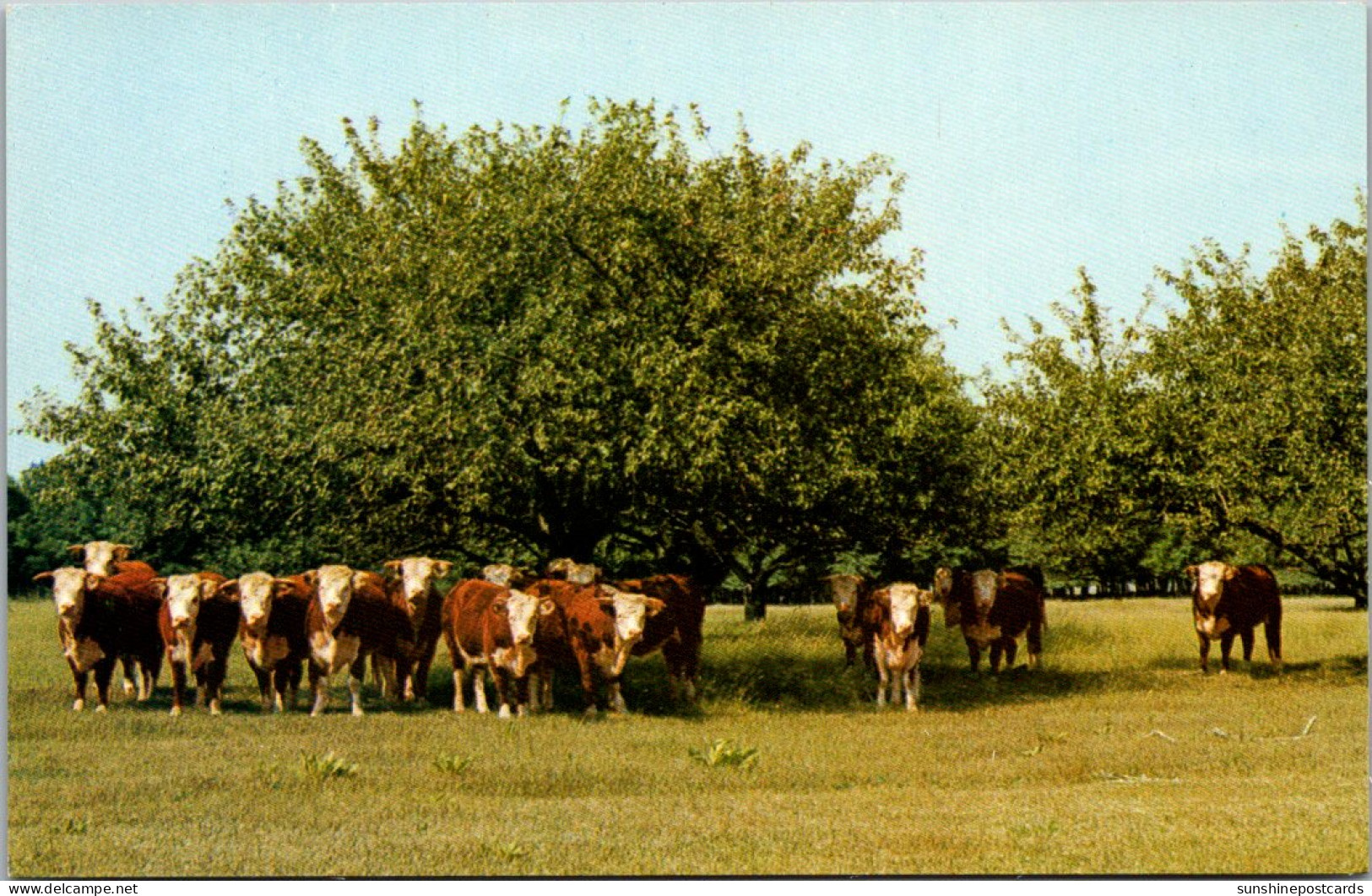 Canada Alberta Calgary Canadian Hereford Association Yearling Hereford Heifers - Calgary