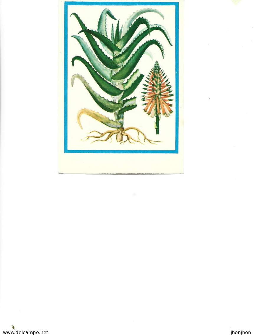 Postcard Unused -   Plants - Medicinal Plants  - Aloe ( Aloe Arborescens L.) - Piante Medicinali