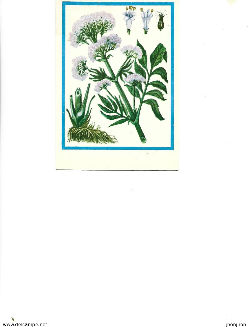 Postcard Unused -   Plants - Medicinal Plants  - Valeriana ( Valeriana Officinalis L.) - Heilpflanzen