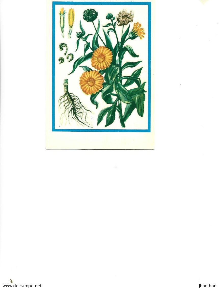 Postcard Unused -   Plants - Medicinal Plants - Kalendula ( Calendula Officinalis L.) - Medicinal Plants