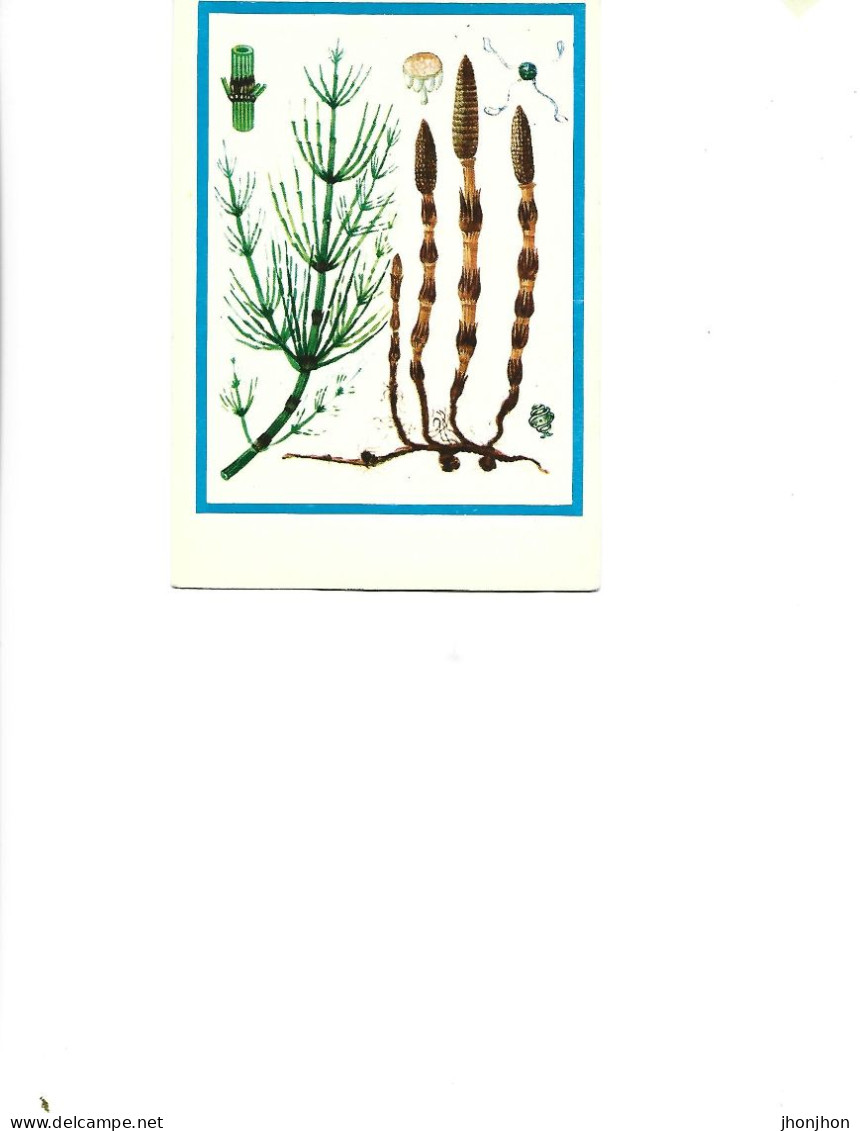 Postcard Unused -   Plants - Medicinal Plants - Horsetail ( Equisetum Arvense L.) - Piante Medicinali