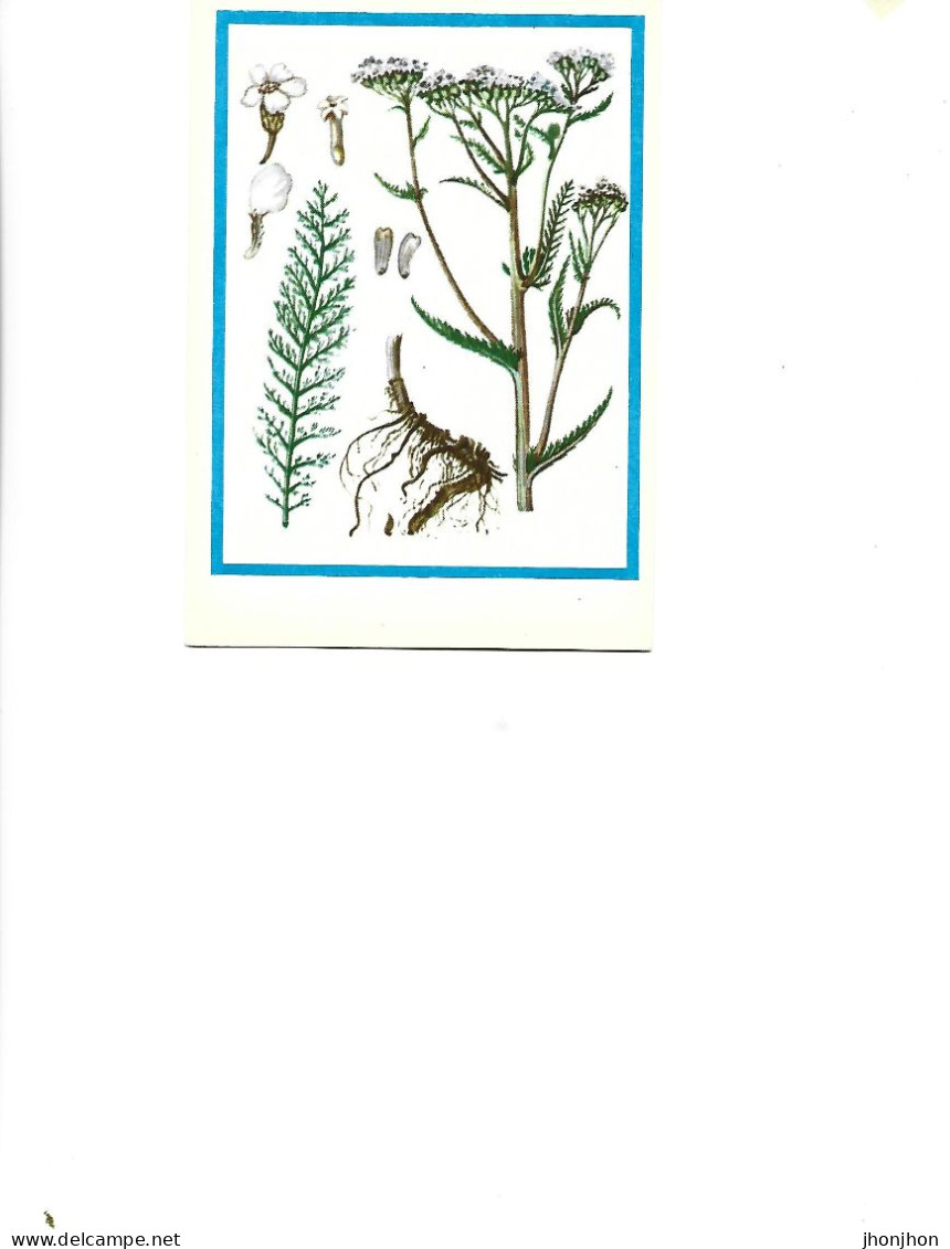 Postcard Unused -   Plants - Medicinal Plants -  The Tail Of The Mouse ( Achillea Millefolium L.) - Medicinal Plants