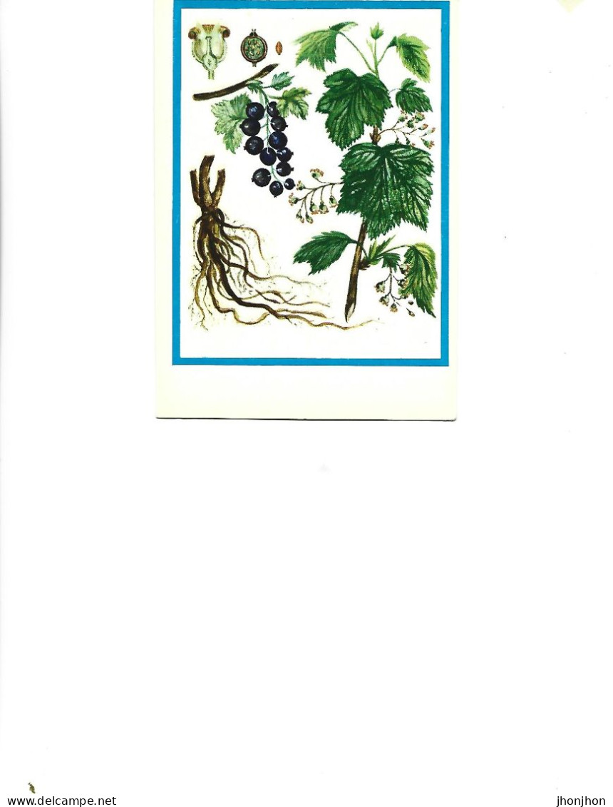 Postcard Unused -   Plants - Medicinal Plants -  Black Blueberry ( Ribes Nigrum L..) - Medicinal Plants