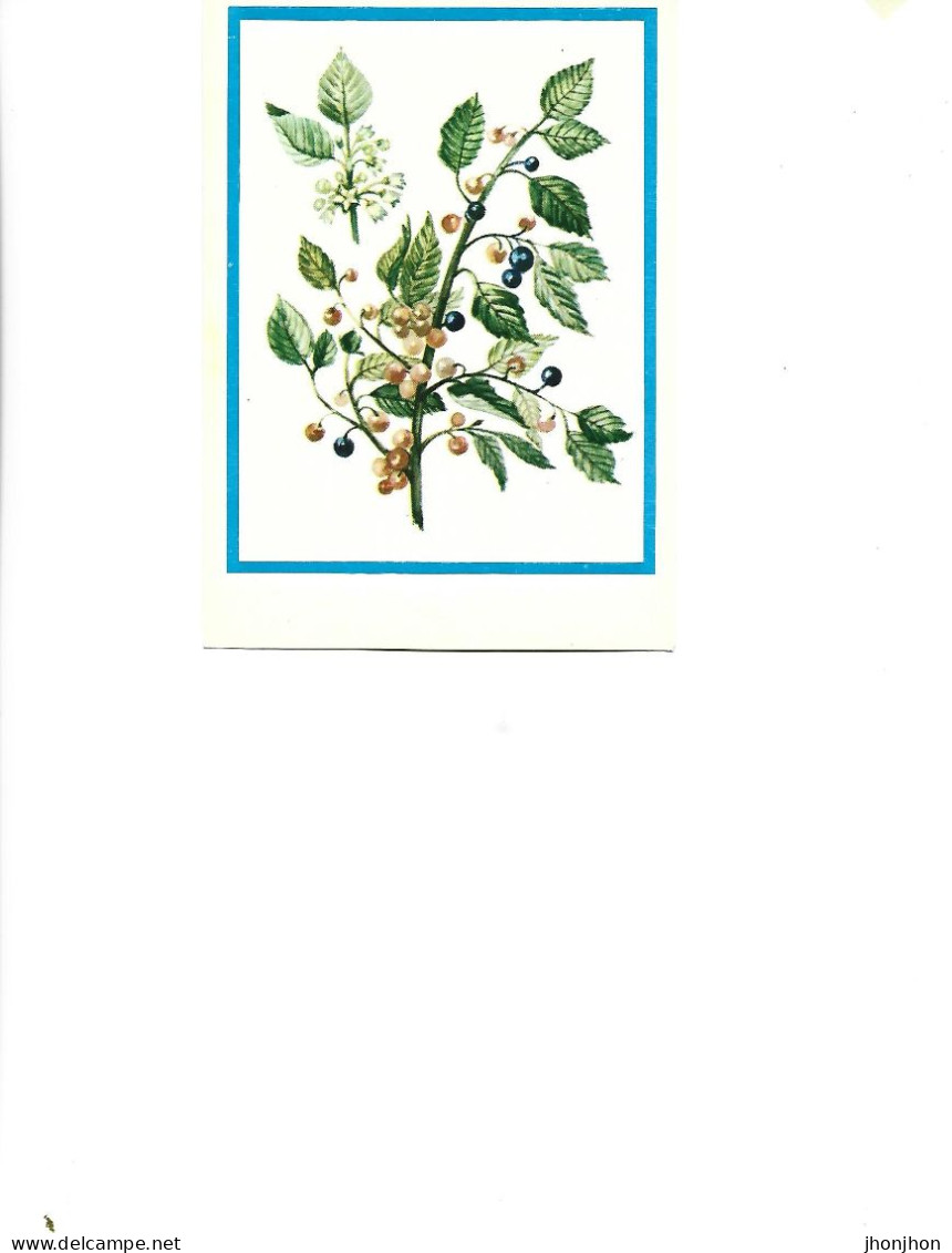 Postcard Unused -   Plants - Medicinal Plants - Buckthorn  ( Frangula Alnus Mill..) - Medicinal Plants