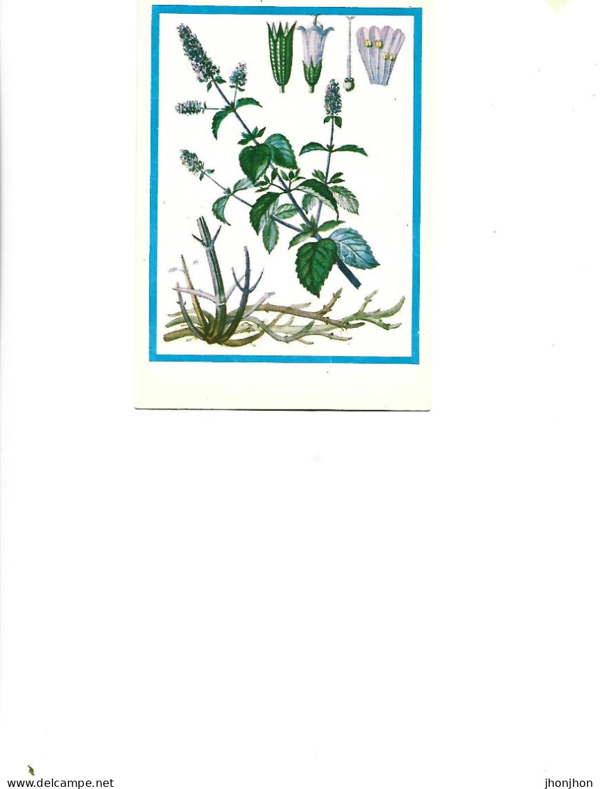 Postcard Unused -   Plants - Medicinal Plants - Mint ( FMentha Piperita L..) - Geneeskrachtige Planten