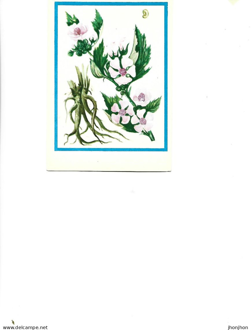 Postcard Unused -   Plants - Medicinal Plants -  Big Mallow ( Althaea Officinalis L.) - Plantes Médicinales