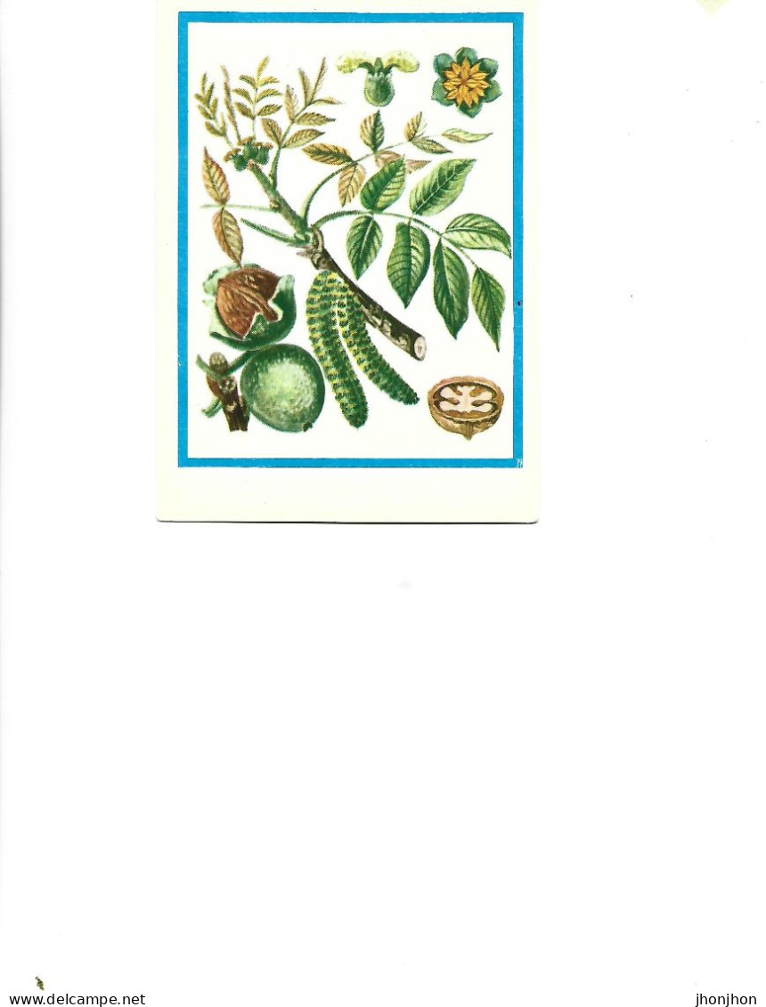 Postcard Unused -   Plants - Medicinal Plants - The Walnut  (Juglans Regia L..) - Medicinal Plants