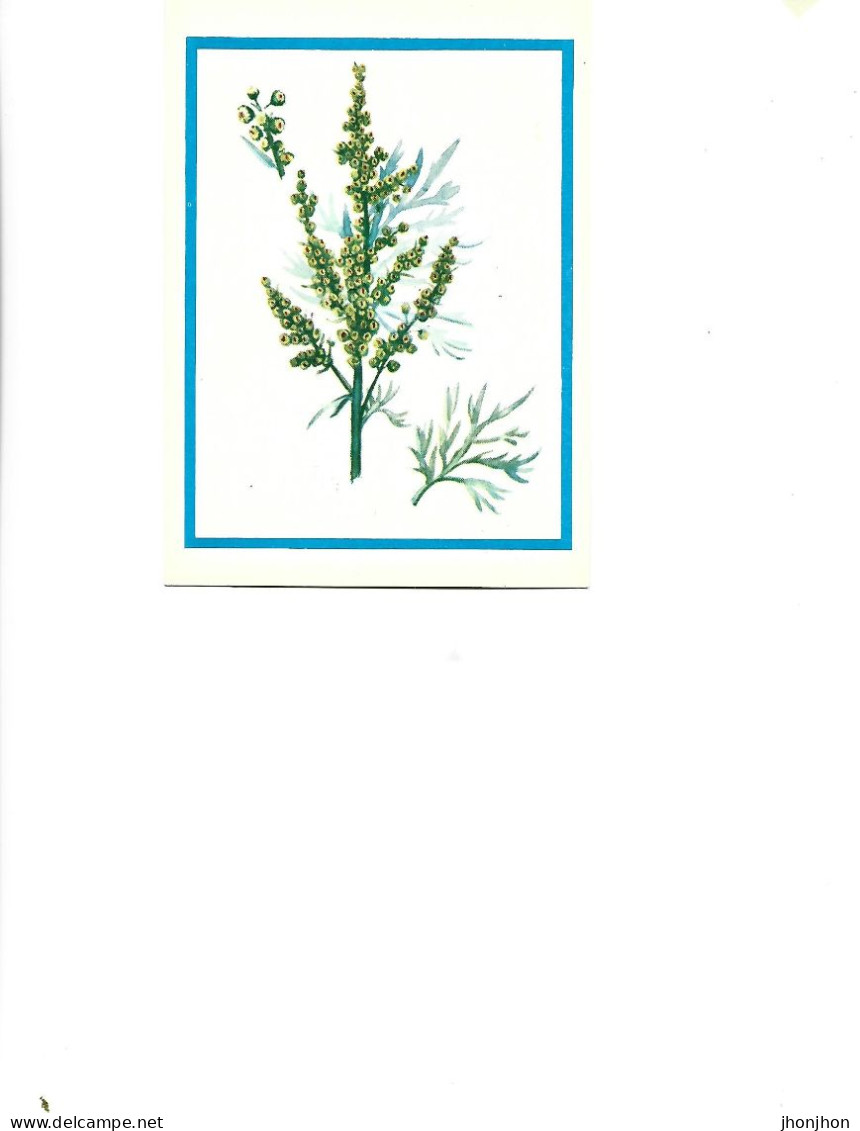 Postcard Unused -   Plants - Medicinal Plants -  Wormwood (Artemisia Absinthium L.) - Medicinal Plants