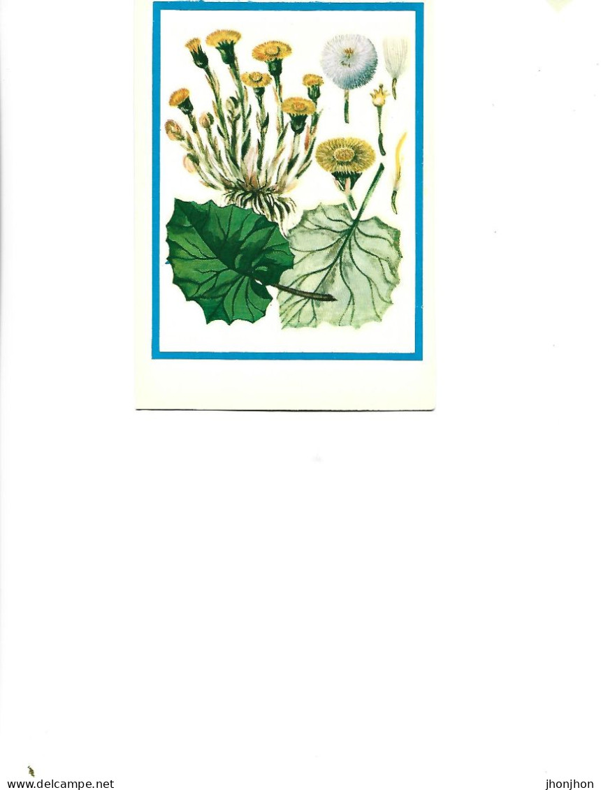 Postcard Unused -   Plants - Medicinal Plants - Coltsfoot (Tussilago Farfara L..) - Piante Medicinali