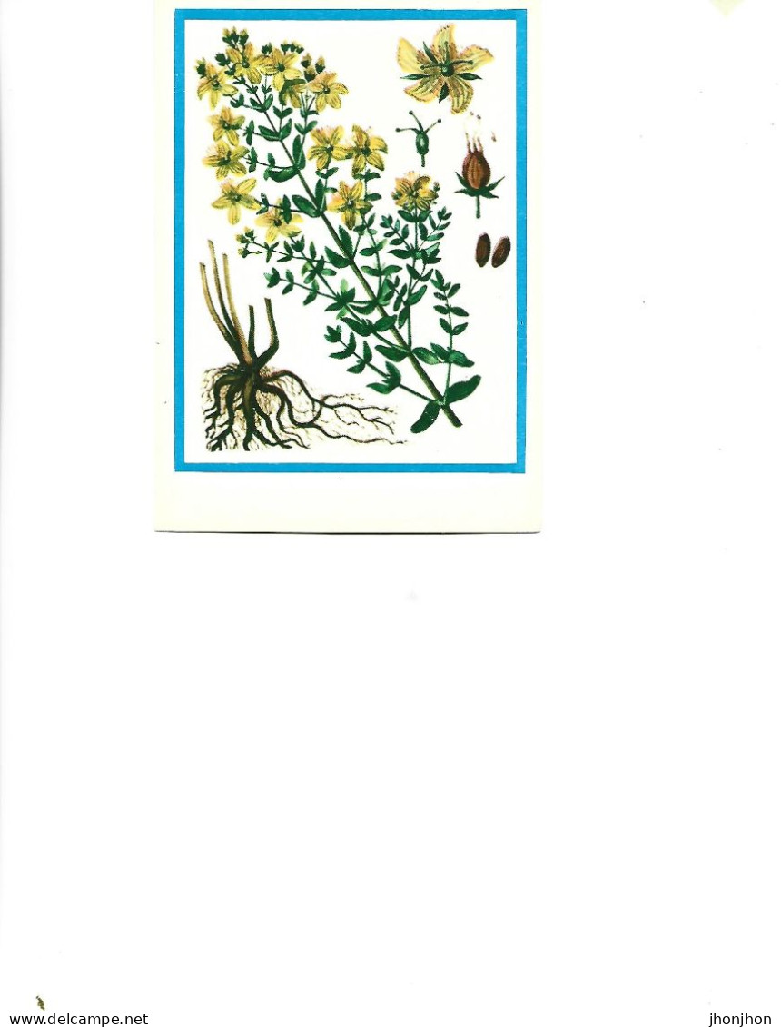 Postcard Unused -   Plants - Medicinal Plants - Pojarnitsa (Hypericum Perforatum L.) - Plantes Médicinales