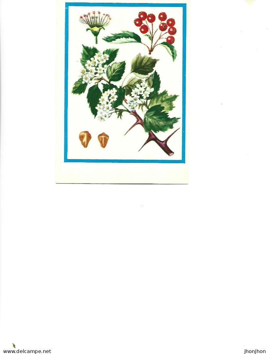 Postcard Unused -   Plants - Medicinal Plants - Hawthorn (Crataegus Sanguinea Pall..) - Medicinal Plants