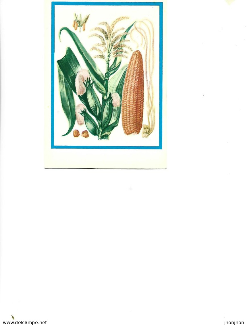 Postcard Unused -   Plants - Medicinal Plants - The Corn ( Zea Mays L.) - Heilpflanzen