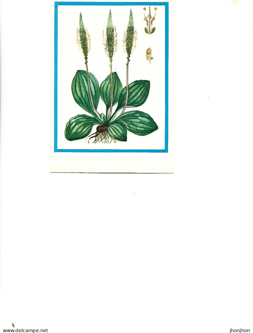 Postcard Unused -   Plants - Medicinal Plants -  The Plantain ( Plantago Major L.) - Geneeskrachtige Planten