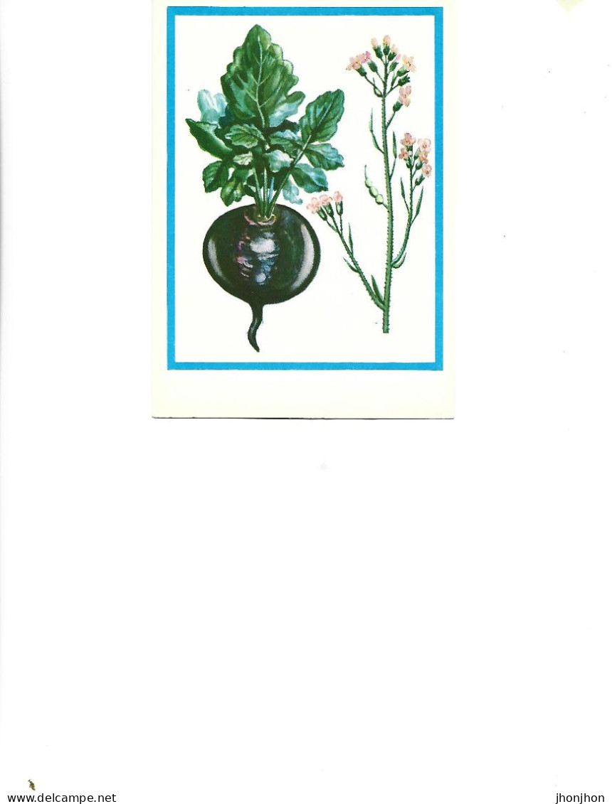 Postcard Unused -   Plants - Medicinal Plants - Black Radish  ( Brassica Nigra L.) - Heilpflanzen