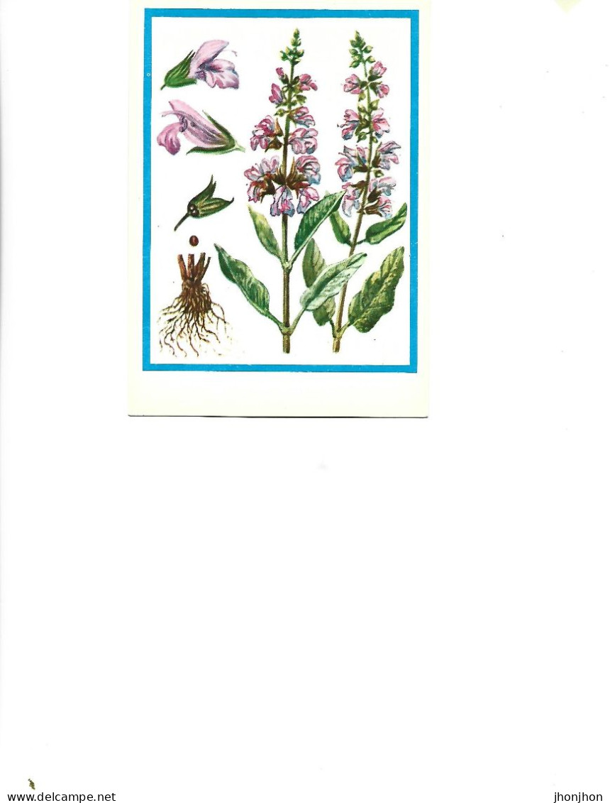 Postcard Unused -   Plants - Medicinal Plants -  Sage  ( Salvia Officinalis L.) - Geneeskrachtige Planten